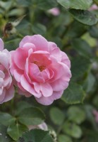 Rosa 'Egeskov' rose