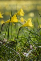 Narcissus bulbocodium, the petticoat daffodil, hoop-petticoat daffodil