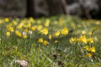 Narcissus bulbocodium, the petticoat daffodil, hoop-petticoat daffodil