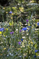 Detail of wild flower meadow in summer with cornflower, corncockle and Ammi majus
