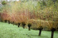 Row of pollarded willows, Salix alba var. vitellina 'Britzensis', in November