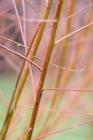 Stems of Salix alba var. vitellina 'Britzensis' in November