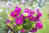 Bouquet containing Zinnia elegans 'Purple Prince' and 'Envy', Callistephus 'Coral Rose', Cosmos 'Double Click Cranberries' and Nicotiana 'Lime Green'