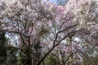 Magnolias and Cherries in full bloom at Savill Garden, Windsor, Spring