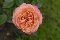Rosa 'Mary Ann 'rose