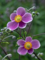 Anemone hupehensis 'Bowles's Pink' 