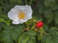 Rosa 'Opalia'  flower and hip August