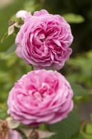 Rosa 'Prince Napoleon' rose