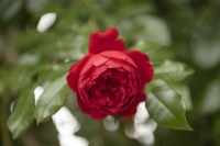 Rosa 'Florentina' climbing rose
