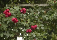 Rosa 'Florentina' climbing rose