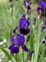 Iris germanica Old Fashioned Purple - Midnight Express