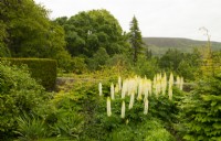 Lupinus 'Yellow Chandelier' on a terrace and the view to Simon's Seat at Parcevall Hall Gardens in June