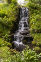 The waterfall in Tarn Ghyll Wood surrounded by ferns and spring flowers at Parcevall Hall