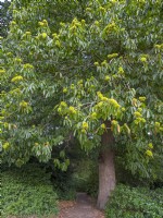 Castanea sativa - Sweet Chestnut with maturing nuts