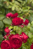 Rosa 'Rotkappchen' rose