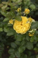 Rosa 'Inka' rose