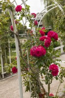 Rosa 'Maritim' rose