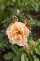 Rosa 'Marie Curie' rose