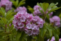 Kalmia latiflora - mountain laurel flowering in June
