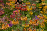 Multi-coloured Primula Harlow Carr Hybrids - Candelabra Primula in the water garden at Newby Hall Gardens