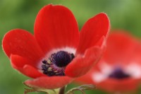Anemone coronaria  De Caen Group  'Hollandia'  Garden anemone  April
