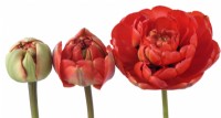Tulipa  'Miranda'  Tulips at different stages of growth  Double Late Group  April
