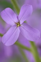 Hesperis matronalis  'Lilac'  Dame's violet  Sweet rocket  May
