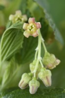Ribes nigrum  Blackcurrant flower  April

