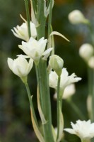 Galtonia candicans 'Flore Plena'