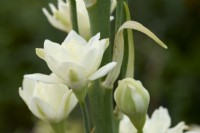 Galtonia candicans 'Flore Plena'