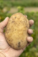 Solanum tuberosum 'Camillo' potato