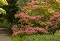 Cornus kousa 'Miss Satomi' beside a path leading to the rose garden at Newby Hall Gardens