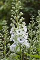 Delphinium elatum  'Lillian Basset' in the White Garden at Newby Hall Gardens.