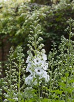 Delphinium elatum  'Lillian Basset' in the White Garden at Newby Hall Gardens