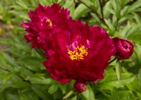 Paeonia 'Buckeye Belle', a deep red peony with yellow stamens