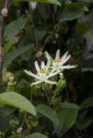 Passiflora Galbana - Passion flower