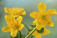Caltha palustris  Marsh marigolds  April
