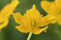 Caltha palustris  Marsh marigolds  April
