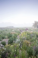 Misty morning view across late May Perennial planting. Hailstone Barn Gloucestershire.