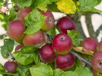 Malus domestica - Apple 'Norfolk Beefing'
