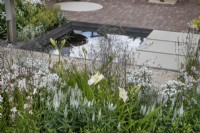 Hemerocallis 'Gentle Shepherd', and Gaura linheimeri 'Whirling Butterflies' in The Joy Club Garden at RHS Hampton Court Palace Garden Festival 2022