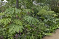 Tetrapanax papyrifer 'Rex' in the 'Iconic Horticultural Hero Garden - Sarah Eberle' at RHS Hampton Court Palace Garden Festival 2022