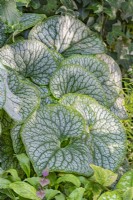 Brunnera macrophylla 'Jack The Giant' variegated foliage in Autumn - September
