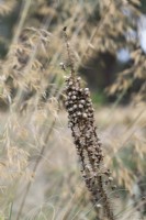 Eremurus -  Foxtail lily seed pods 