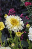 Leucanthemum 'Real Charmer' - Shasta Daisy