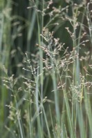 Panicum virgatum 'Shenandoah' - Switch grass