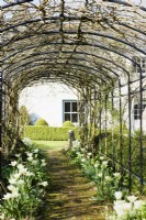 Agriframes pergola underplanted with white tulips in March