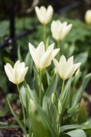 Tulip 'White Emperor' in March