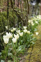 Tulip 'White Emperor' in March