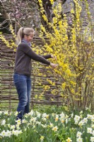 Woman cutting branches of forsythia for an arrangement.